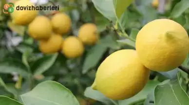 Limon ihracatındaki kısıtlama kaldırıldı