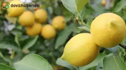 Limon ihracatındaki kısıtlama kaldırıldı