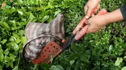 Rize'nin ocak-nisan döneminde yaptığı çay ihracatı 5,5 milyon doları geçti!