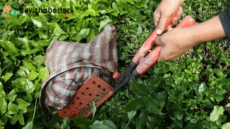 Rize'nin ocak-nisan döneminde yaptığı çay ihracatı 5,5 milyon doları geçti!